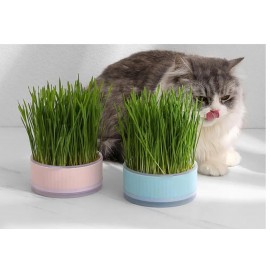 Cat Grass Planter Box Gardening Accesorries Microgreens Growing Trays Greenhouse Hydroponic Cat Grass Growing Grass Grower Box