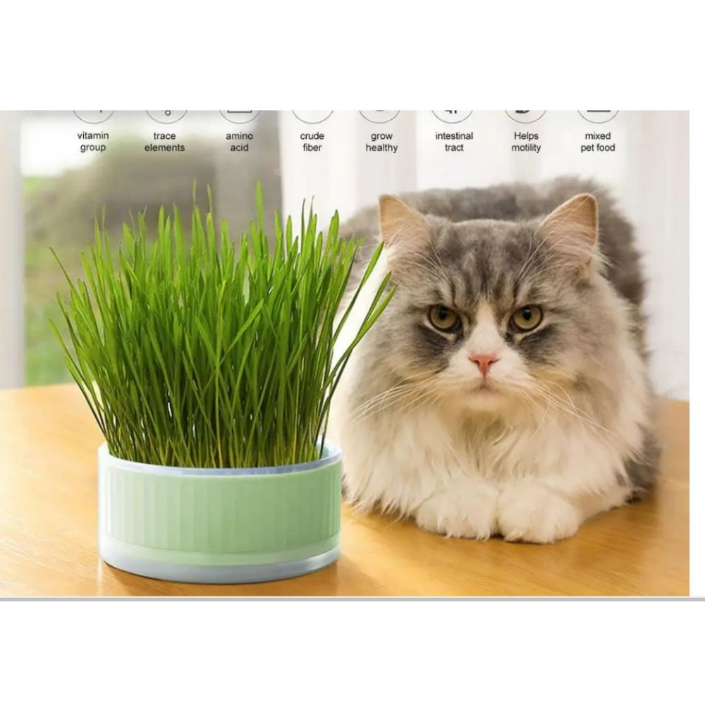 Cat Grass Planter Box Gardening Accesorries Microgreens Growing Trays Greenhouse Hydroponic Cat Grass Growing Grass Grower Box
