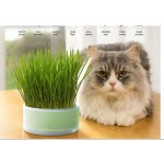 Cat Grass Planter Box Gardening Accesorries Microgreens Growing Trays Greenhouse Hydroponic Cat Grass Growing Grass Grower Box