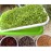 Seed Sprouter Tray Double Layer Soilless Bean Culture Hydroponic Nursery Plate Sprouting Pot Planter Garden Home Plastic Tool