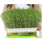 Seed Sprouter Tray Double Layer Soilless Bean Culture Hydroponic Nursery Plate Sprouting Pot Planter Garden Home Plastic Tool