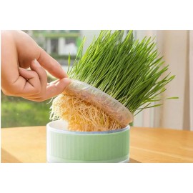Cat Grass Planter Box Gardening Accesorries Microgreens Growing Trays Greenhouse Hydroponic Cat Grass Growing Grass Grower Box