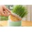 Cat Grass Planter Box Gardening Accesorries Microgreens Growing Trays Greenhouse Hydroponic Cat Grass Growing Grass Grower Box